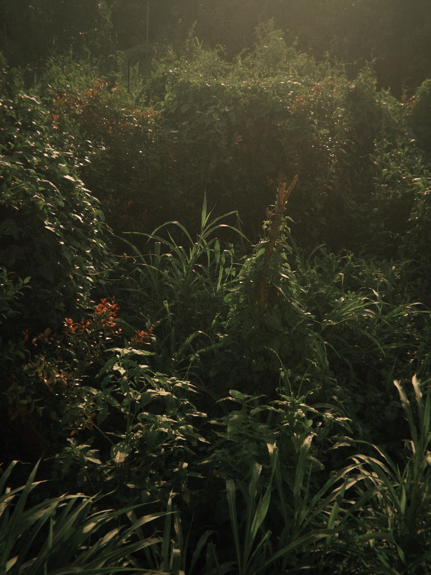 phloem — hero backdrop